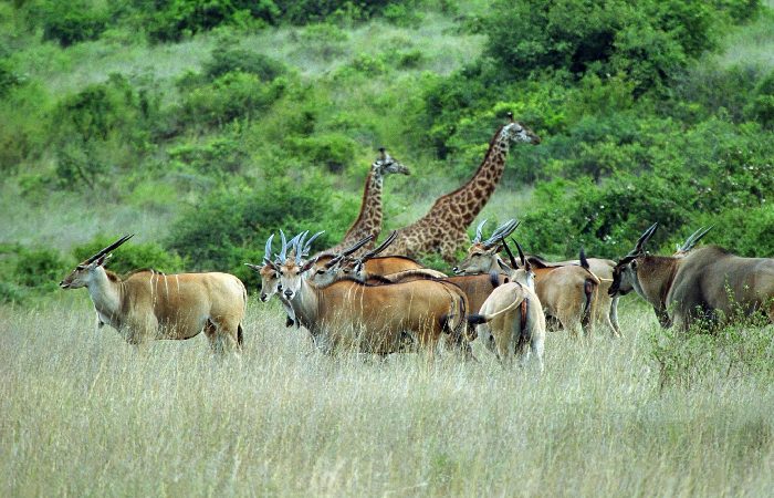 Main Features of Visit National Park Nairobi