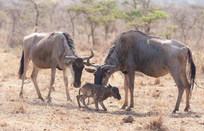 Attractions In Nairobi National Park